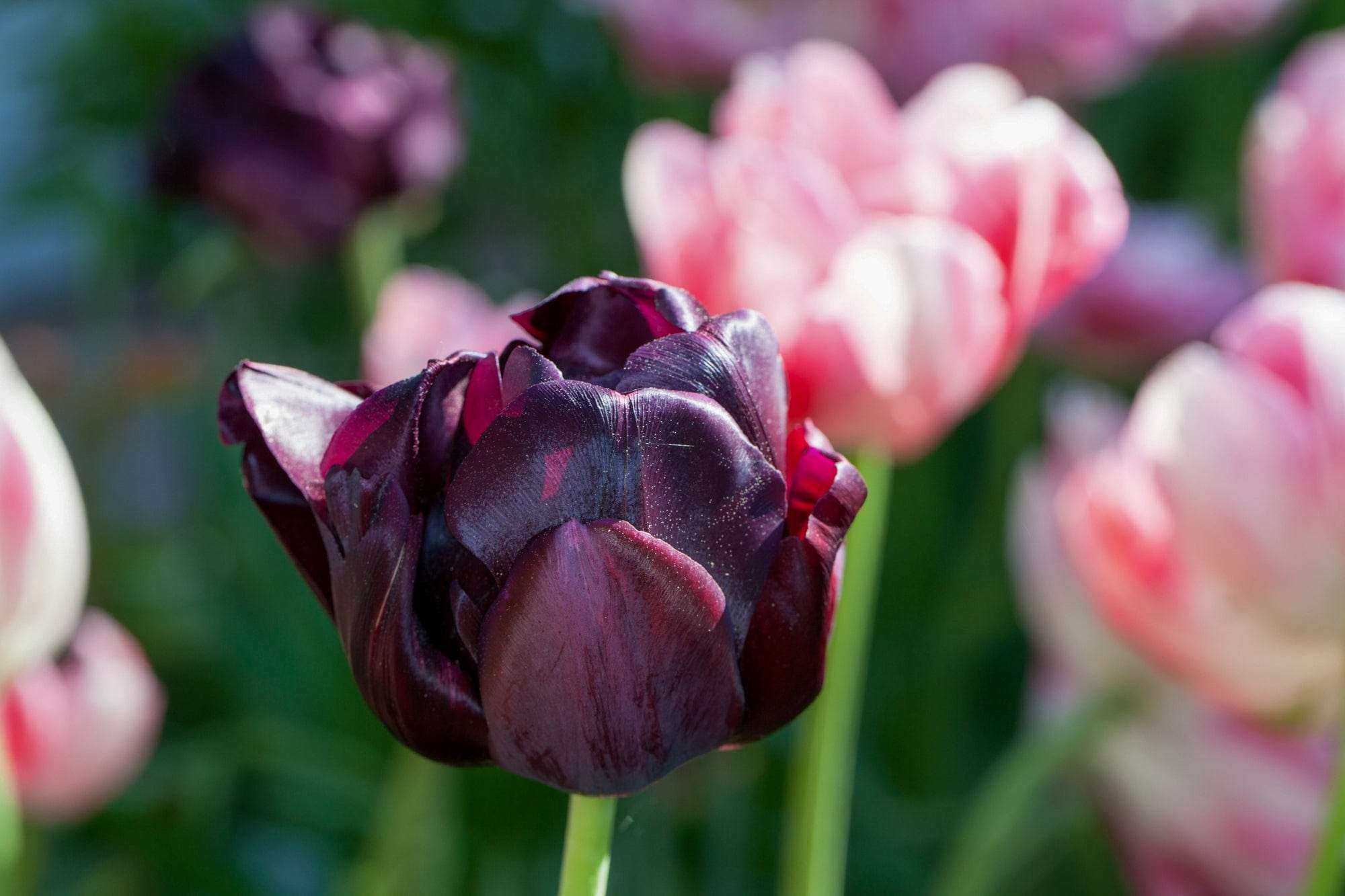 Tulpe 'Black Hero'